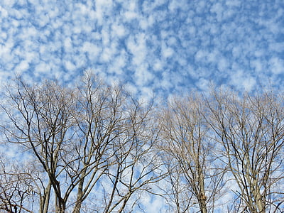 云彩, 分支机构, 鲭鱼天空, 树木, 冬天, 裸, 天空