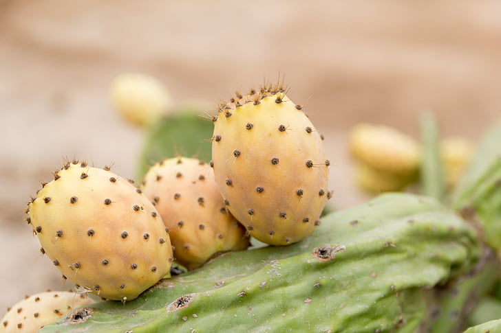 prickly pear, sweet, thorns, food, cactus, skewers, mediterranean
