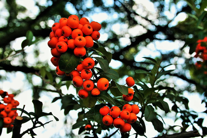 orange berries, berries, orange, bright, fleshy, rounded, seed