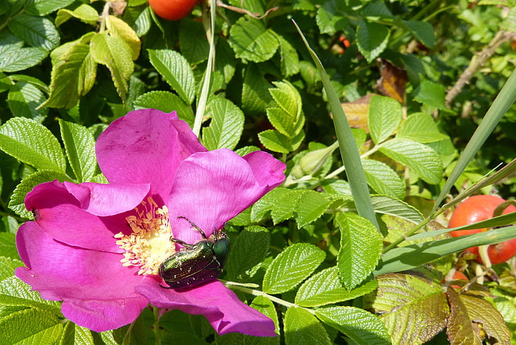 Rosa, flor rosa, Rosa escarabat, pugó, natura, fulla, planta