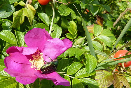 color de rosa, flor color de rosa, Escarabajo de la rosa, pulgón de la, naturaleza, hoja, planta