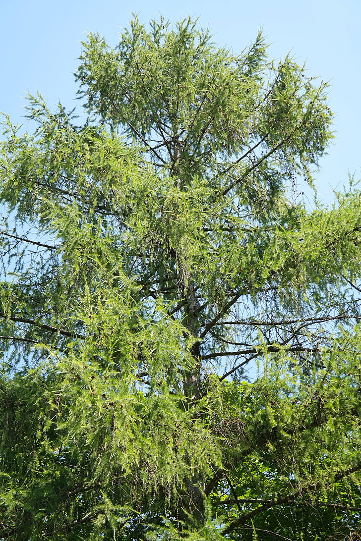 smrekovec opadavý, strom, ihličnatý strom, estetické, pobočky, Larix decidua, smrekovec