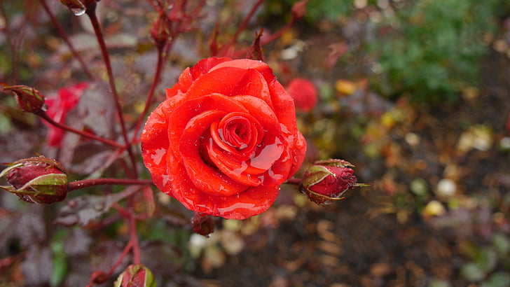 Rose, rouge, pluie, hiver