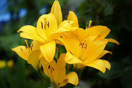 Lilie, Blume, Floral, Blüte, Natur, Frühling, Sommer