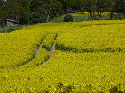 oilseed rape, yellow, field of rapeseeds, away, landscape, plant, cultivation