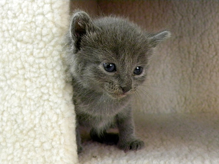 Kitten, grijs, leven, kat, dier, schattig, jonge