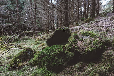 boulders, daylight, environment, forest, grass, landscape, moss
