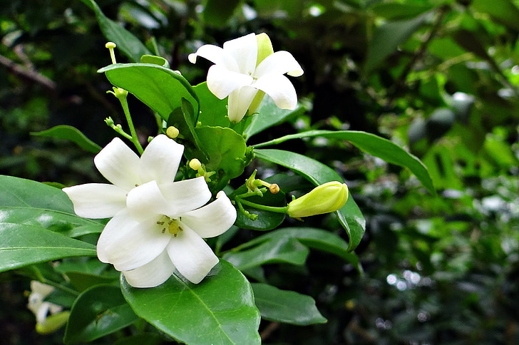 oransje jasmine, kamini, kamini kusum, blomst, hvit, Murraya paniculata, rutaceae