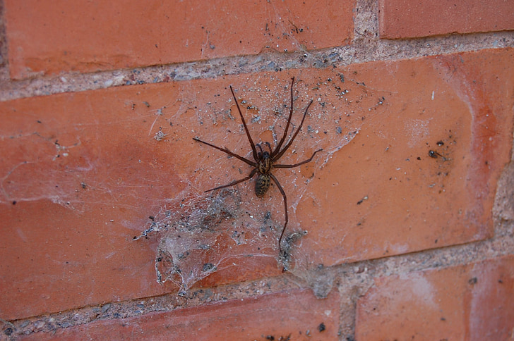 edderkop, Web, spindelvæv, spindelvæv, Halloween, uhyggelig, insekt
