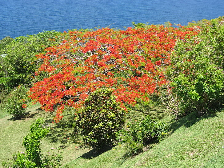 árbol, Caribe, flores, tropical, Costa, exóticos, paisaje