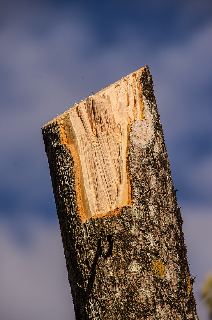 gỗ, chi nhánh, gỗ xẻ, gỗ, kết cấu, vỏ cây, cắt tỉa