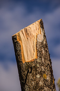 legno, ramo, segato, legname, trama, corteccia, potatura
