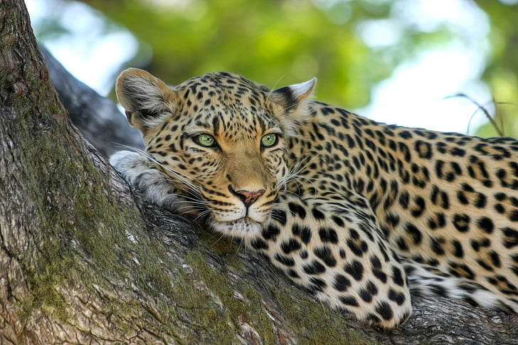 África, gato, Leopard, safári, gato selvagem, gato selvagem, vida selvagem
