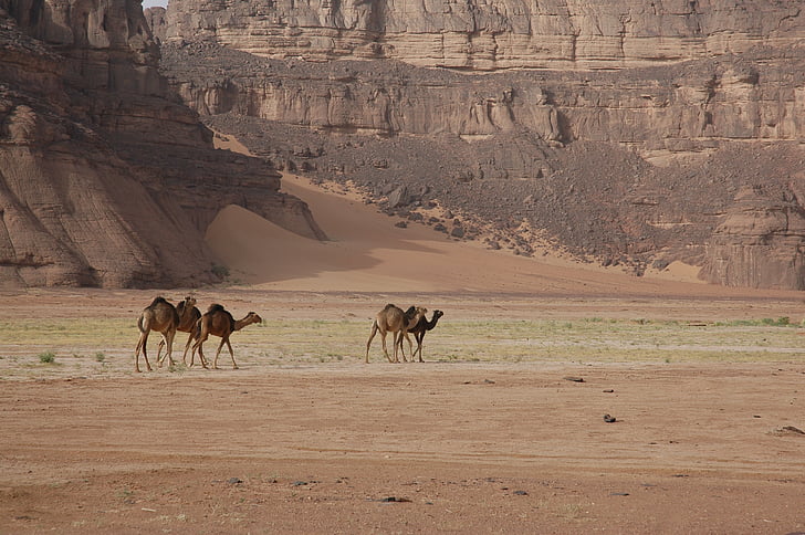 Algieria, Sahara, Pustynia, wielbłądy