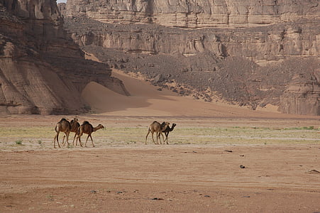Alžírsko, Sahara, poušť, velbloudi