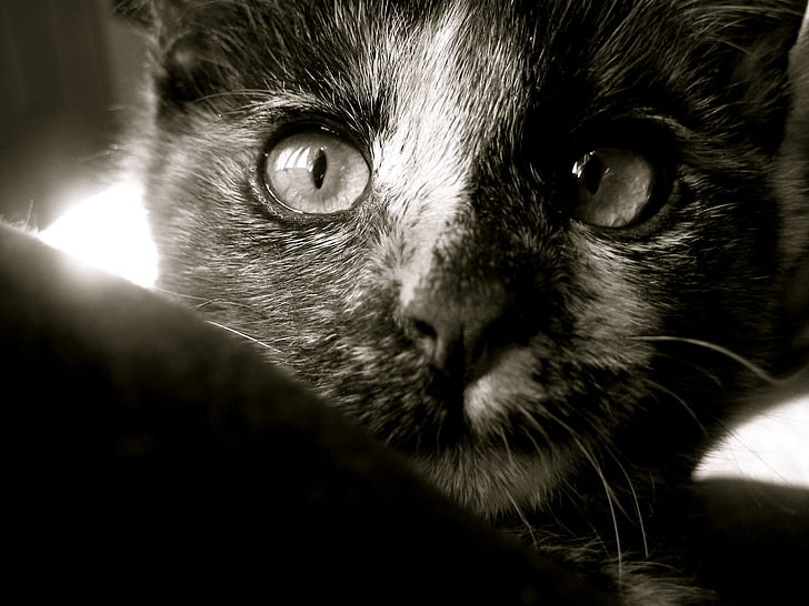 cat, kitten, black and white, animal, cute, feline, fur