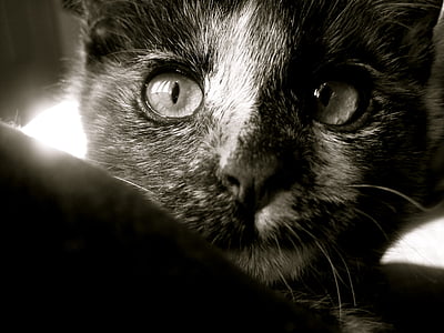 katė, kačiukas, juoda ir balta, gyvūnų, mielas, kačių, Kailiniai
