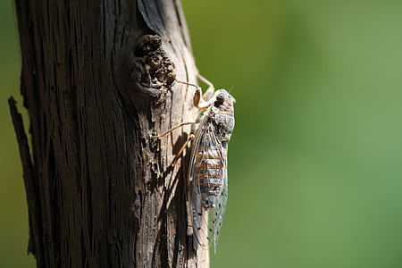 Close-up, insetto, macro, tronco