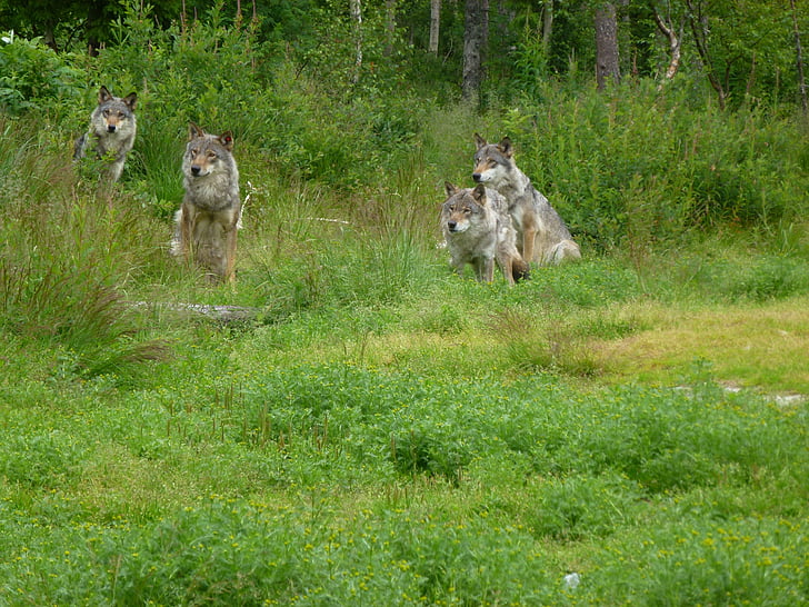 Wolf, Raubtiere, Jäger, kjøttspiser, Wald, die Natur der, Wildnis