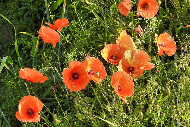 poppies, flowers, red, poppy, nature, summer