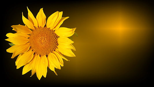 Сонце квітка, trauerkarte, жалоби, співчуття, Останній привітання, ізольовані, квітка