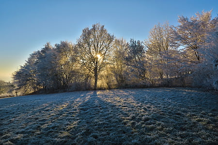 sol, naturaleza, árbol, invierno, Frost, campo, Prado