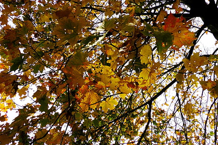 Кленовые листья, клен, Осень, листья, красочные, цвета осени, лист