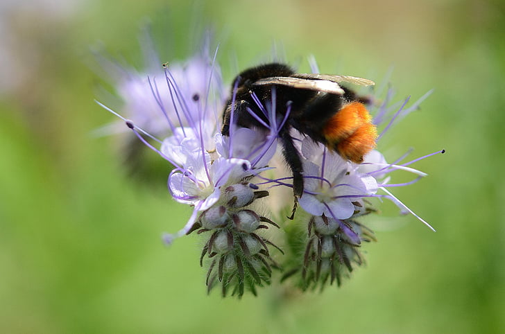 abeille, pollen, nectar, bleu, fleur, macro, fermer