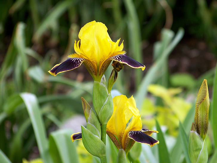 Iris, květ, jaro, květinové, květ, okvětní lístek, zahrada