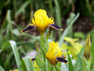 Iris, bunga, musim semi, bunga, Blossom, kelopak, Taman