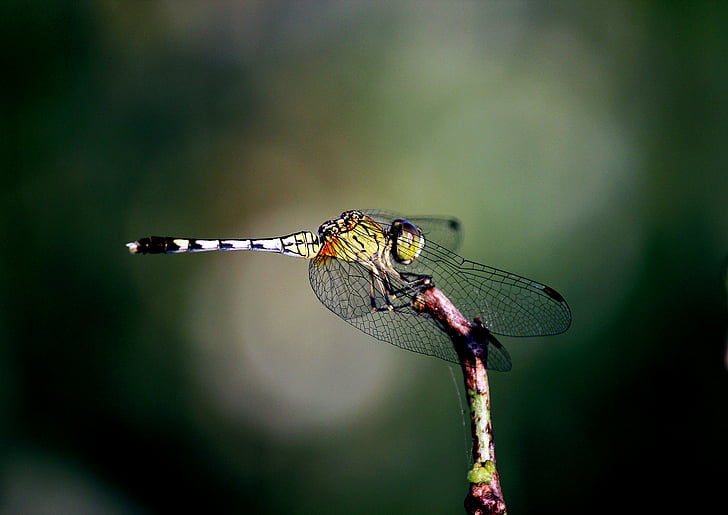 dier, Dragonfly, insect, natuur, vleugels, dieren in het wild, Close-up