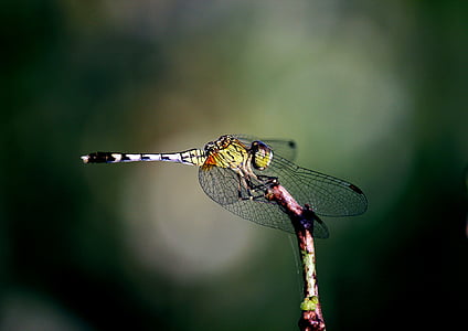 animale, Dragonfly, insectă, natura, aripi, faunei sălbatice, Close-up