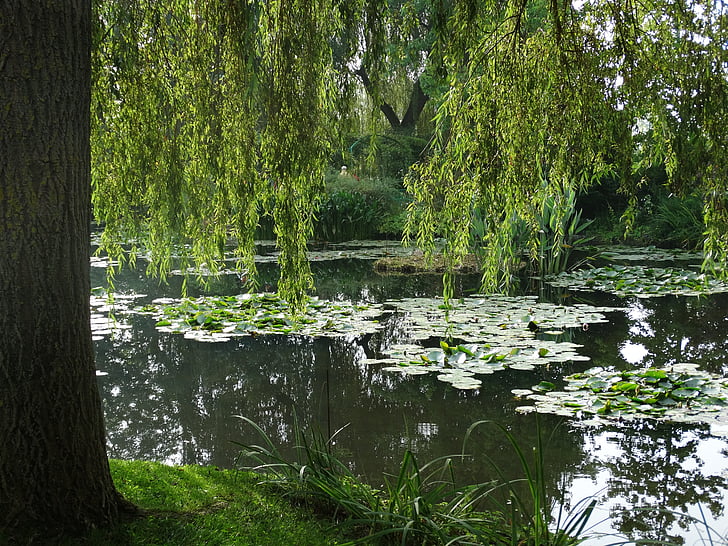 kert, tó, táj, nyugalom, zöld