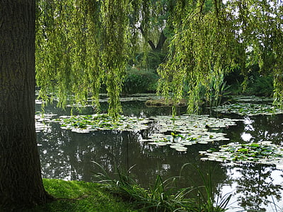 Градина, езеро, пейзаж, спокойствие, Грийн