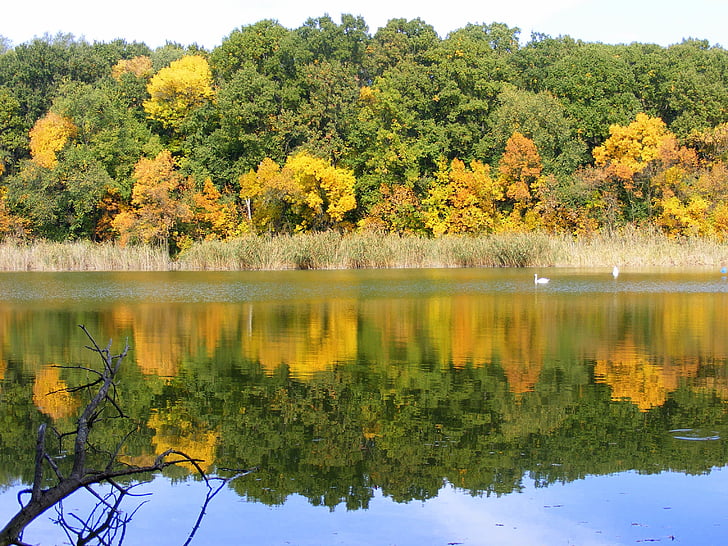 ősz, táj, tó, fák, levél, tükör, feerie