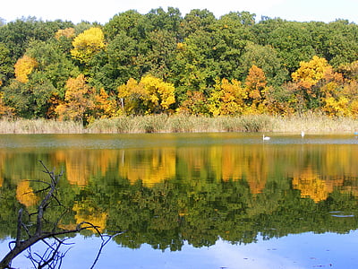 jeseni, krajine, jezero, dreves, listov, ogledalo, feerie