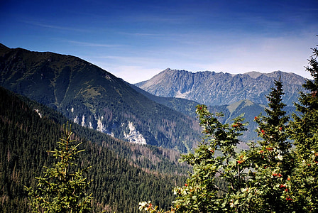 Tatry, montagne, Alti Tatra, vista, cielo, Polonia, albero