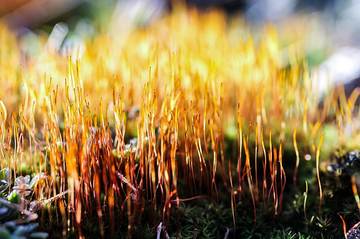 Moss, anlegget, natur, makro, farger, vekst, utendørs