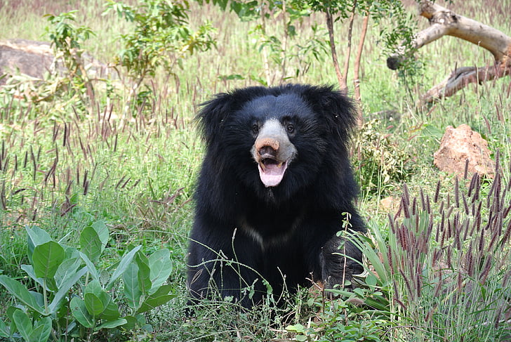 medveď pyskatý, medveď, India, zviera, lenivosť, Príroda, divoké
