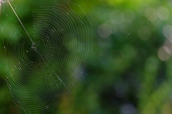 павутиння, мережа, Комаха, Природа, людина-павук, закрити, тварин