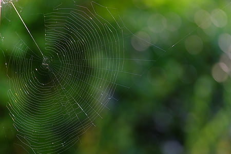 cobweb, network, insect, nature, spider, close, animals