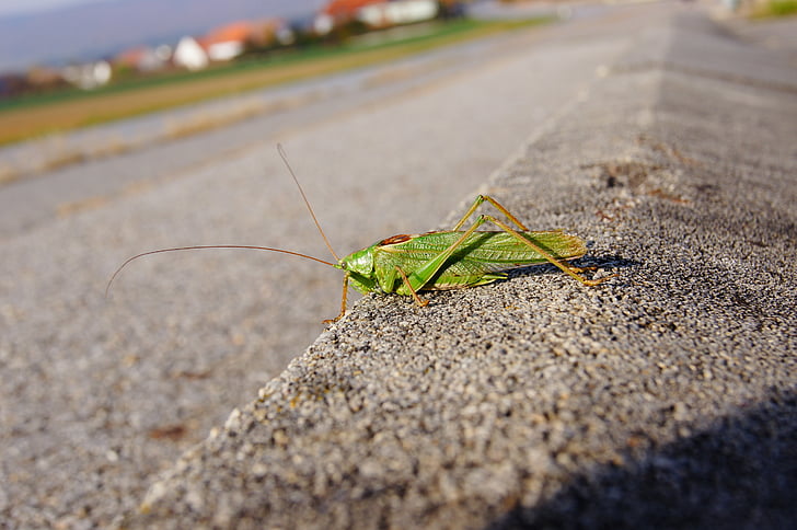 grasshopper, insect, green