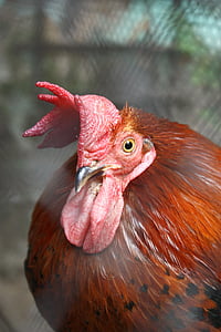 cock, bird, macro, closeup, red, beak, the hen