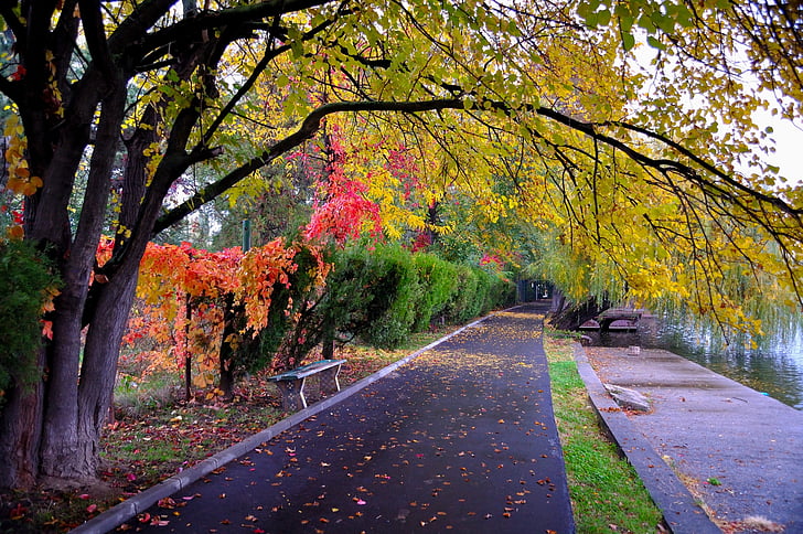 park, pathway, outdoor, road, color, autumn, beautiful