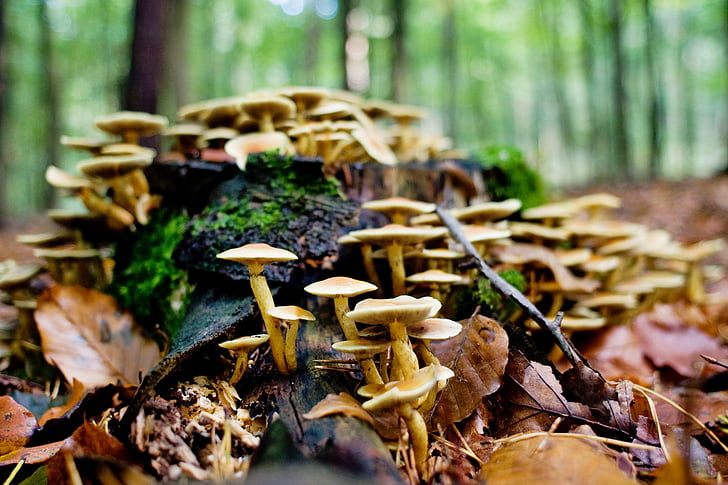 cogumelos, floresta, log de, Outono, Alemanha, Baixa Saxônia, natureza