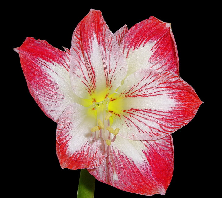 amaryllis, amaryllidaceae, flowers, amaryllis plant, nature, petal, plant