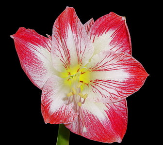amarilis, amaryllidaceae, cvijeće, Amaryllis biljke, priroda, latica, biljka