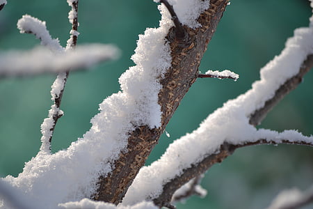 l'hivern, neu, arbre, una branca, fred, branca, natura