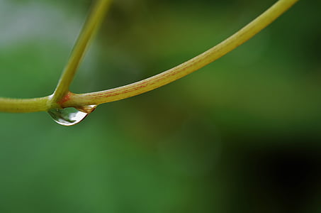 water, drop, rain, wet, nature, macro, droplet