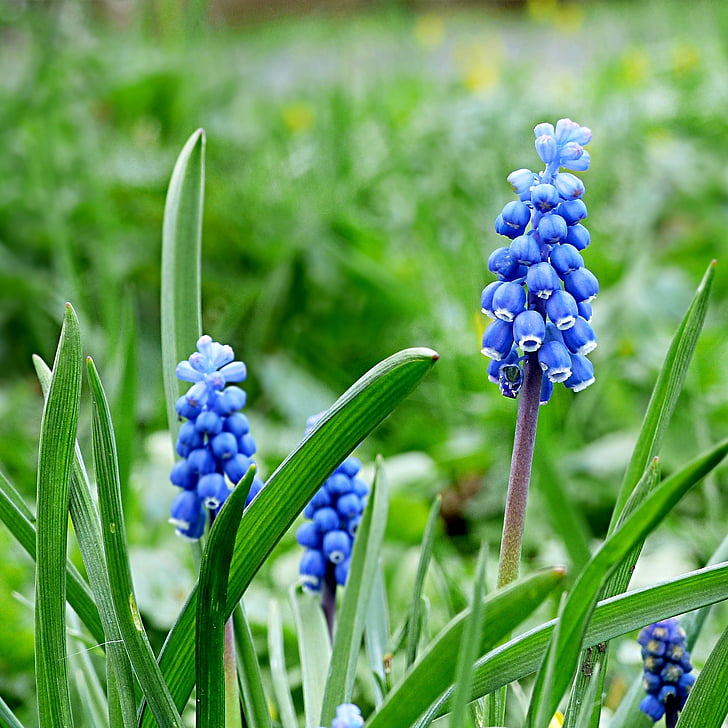 hyacint, Muscari, blomma, blå, våren, lila, grön färg